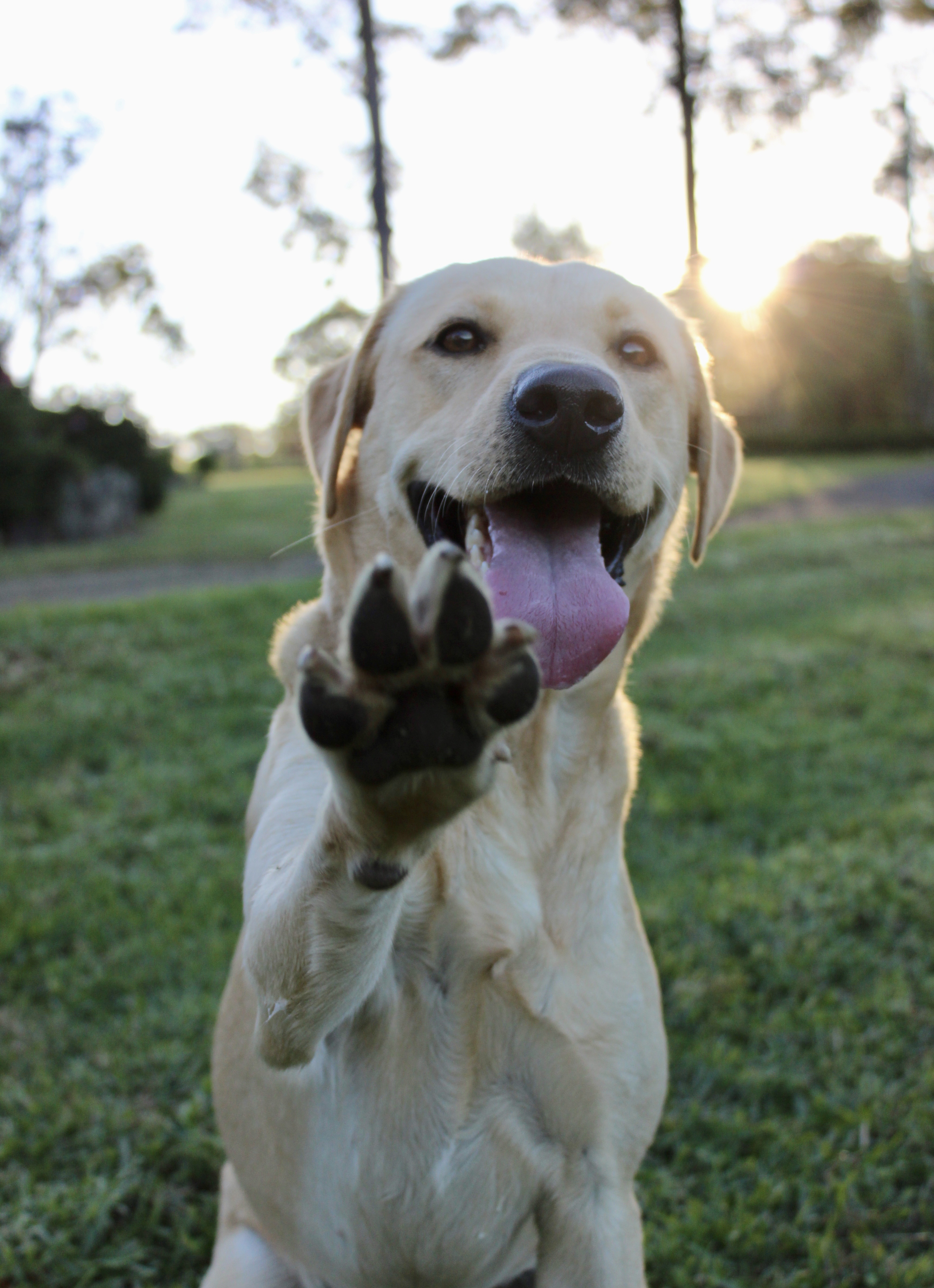 Daisy, Mother of Litter A