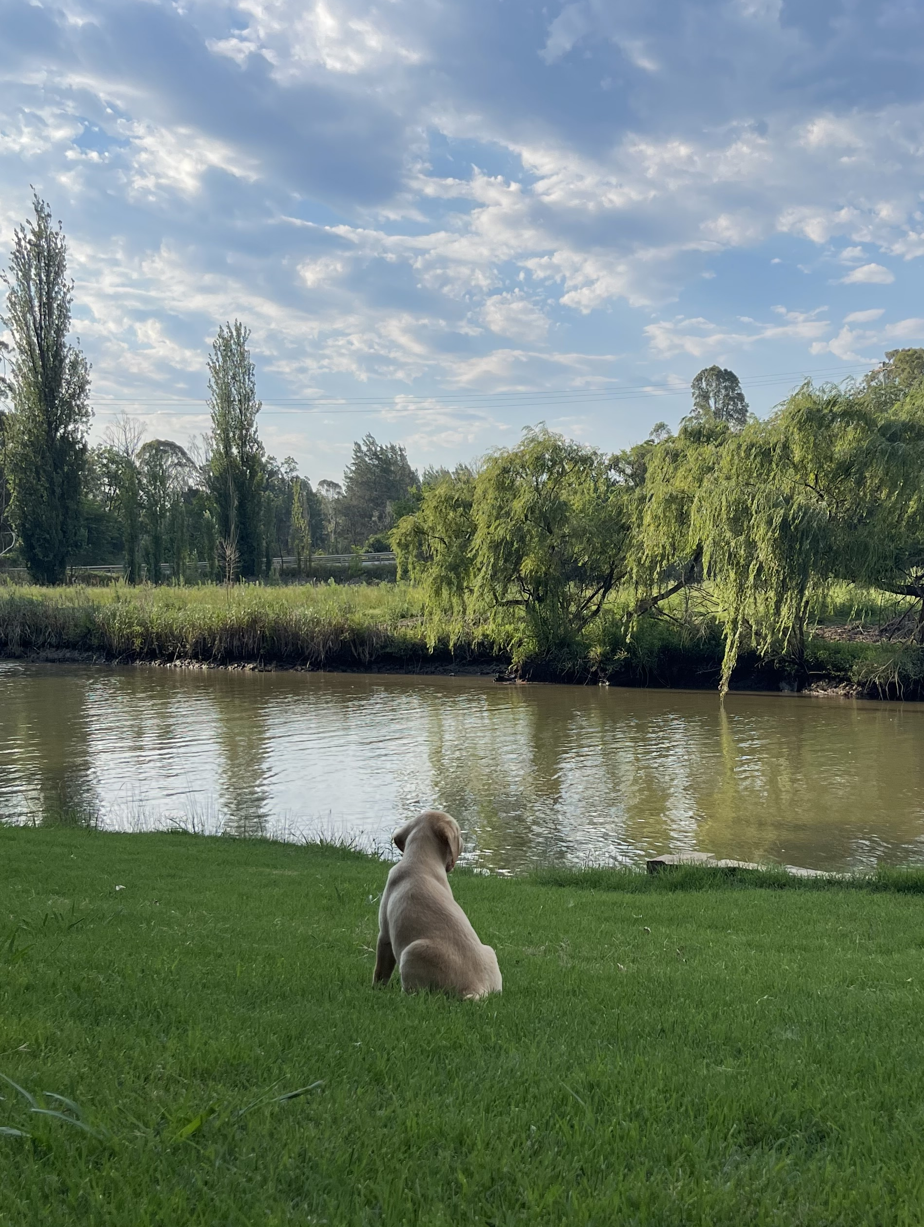 Jemira Puppy Process