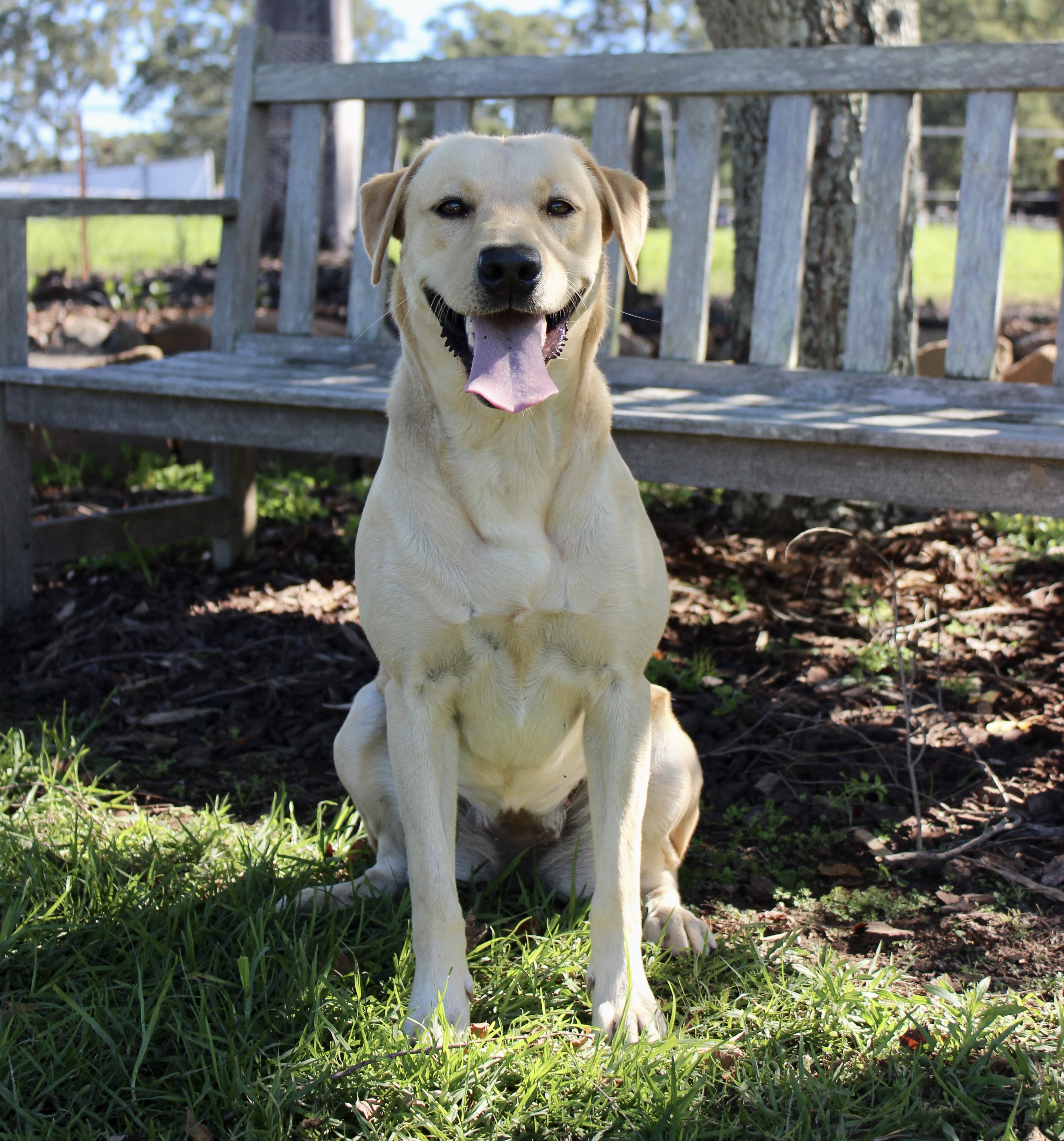 Daisy, Mother of Litter A